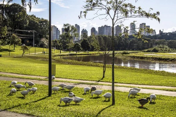 Curitiba Paraná Brasil Enero 2017 Duks Grass Barigui Park Curitiba — Foto de Stock
