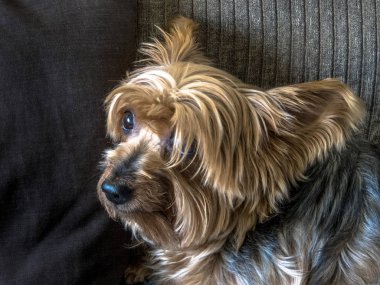 Yorkshire köpeği Sao Paulo 'da bir oturma odasında kanepede yatıyor.