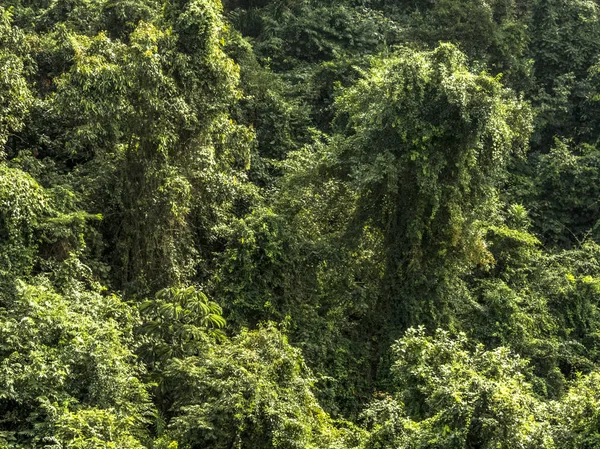 Atlantischer Wald Südlicher Zone Von Sao Paulo — Stockfoto