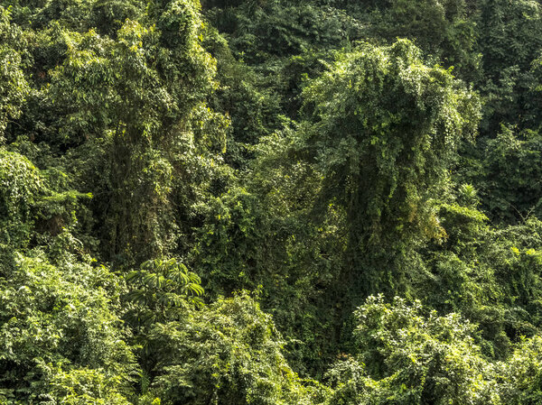 Atlantic Forest in south zone of Sao Paulo