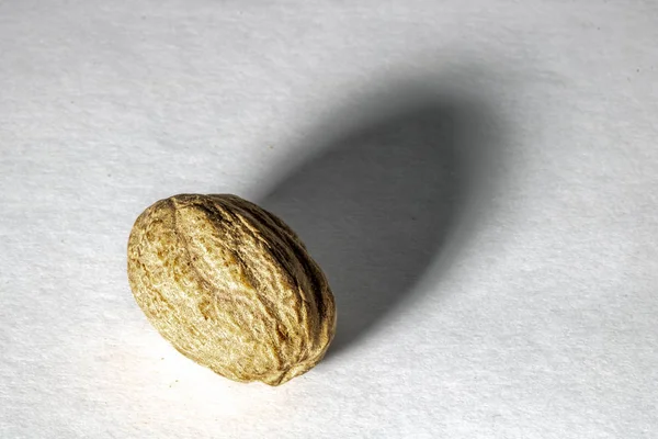 Nutmeg Spice Isolated White Background — Stock Photo, Image