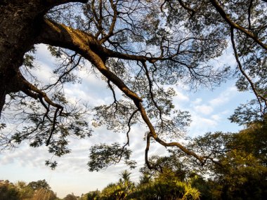 Ağaçlar ve bulutlu mavi gökyüzü