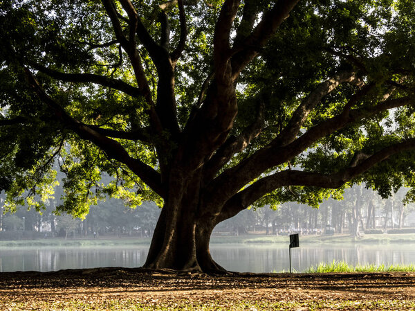 Sao Paulo, SP, Brazil, June 25, 2018. Tree and lake on Ibirapuera Park, south zone of Sao Paulo.