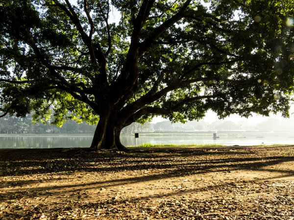 Sao Paulo, SP, Brazil, June 25, 2018. Tree and lake on Ibirapuera Park, south zone of Sao Paulo.