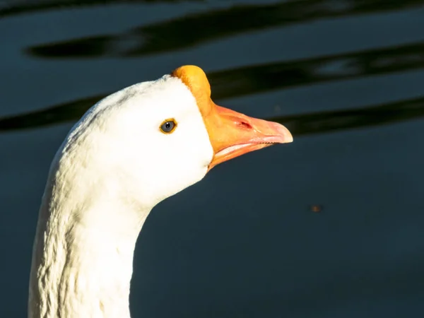 湖中的鹅肖像 — 图库照片