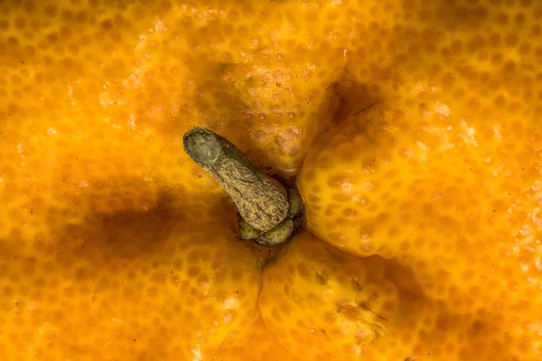 Pomarańczowy Ponkan Super Słodki Miód Białym Tle — Zdjęcie stockowe