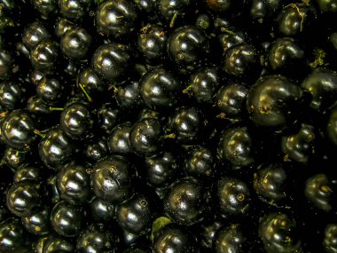 Jabuticaba şehrin popüler ticaret çeşitli meyve