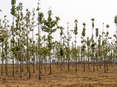 Tik ağacı (Tectona grandis) orman Brezilya