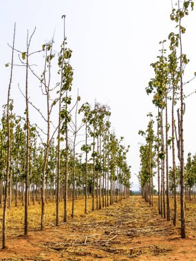 Tik ağacı (Tectona grandis) orman Brezilya