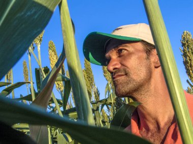 Rio Grande Sul, Brezilya, 10 Şubat 2006 var. Çiftçi gözlemlemek bitkiler üzerinde sorgum fild