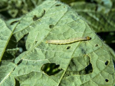 A worm eating the leaf of soy plant clipart