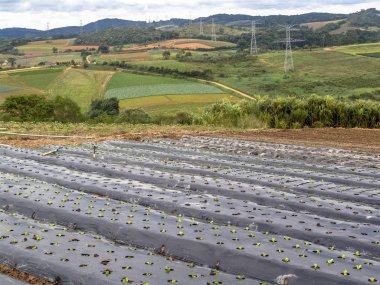 Ibiuna içinde plastik yatak takımları genç marul bitkiler