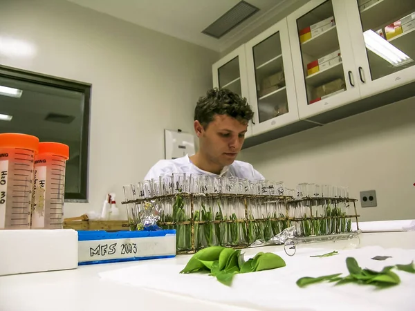 Paulo Brazil November 2003 Biologist Researches Orange Leaves Citrus Research — Stock Photo, Image