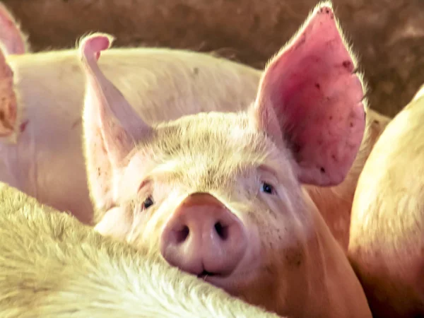 Een Biggetje Boerderij Een Groep Zoogdieren Die Wachten Voer Varkens — Stockfoto