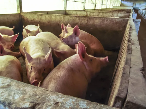 Petit Porcelet Dans Ferme Groupe Mammifères Attente Alimentation Porcs Dans — Photo