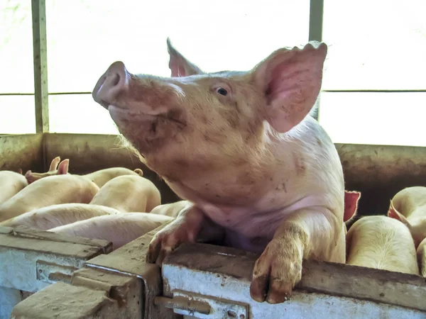 Petit Porcelet Dans Ferme Groupe Mammifères Attente Alimentation Porcs Dans — Photo