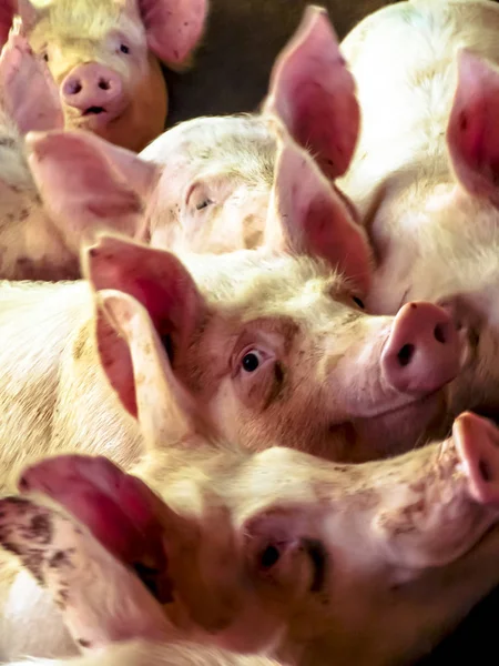 Petit Porcelet Dans Ferme Groupe Mammifères Attente Alimentation Porcs Dans — Photo