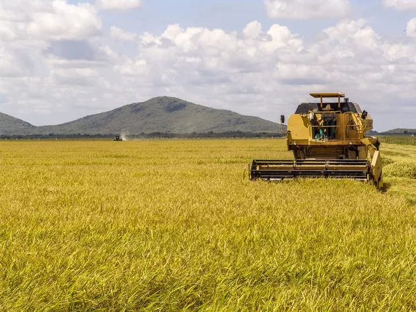 Combina Colheitadeira Colheita Arroz Dia Brilhante Norte Brasil — Fotografia de Stock