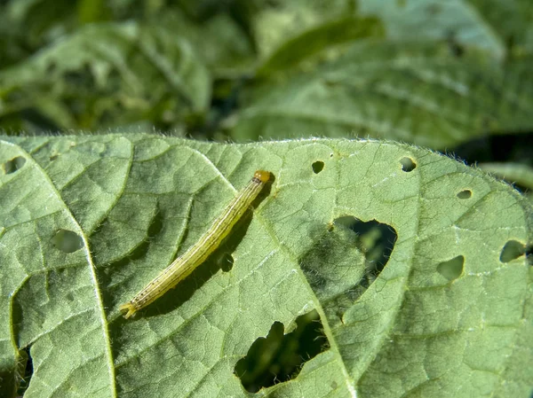 Gusano Comiendo Hoja Planta Soja — Foto de Stock