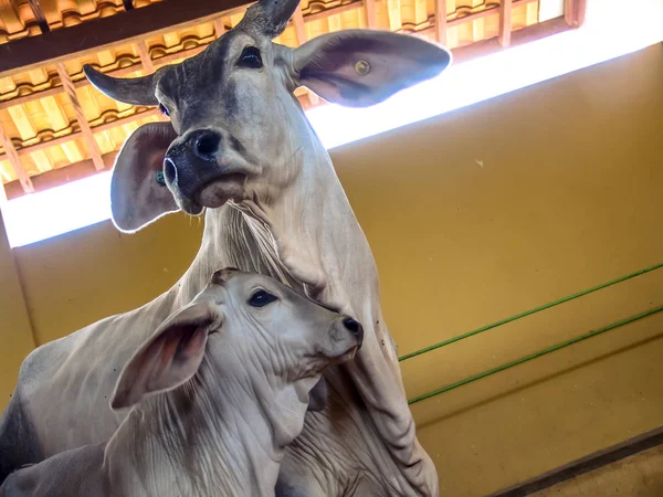 Guzera sığır Brezilya ahır içinde