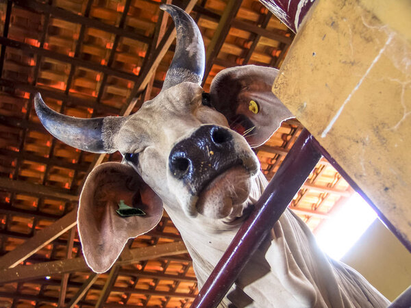 Guzera Cattle inside of stall in Brazil