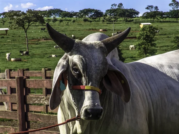 Guzera Nötkreatur Bete Brasilien — Stockfoto