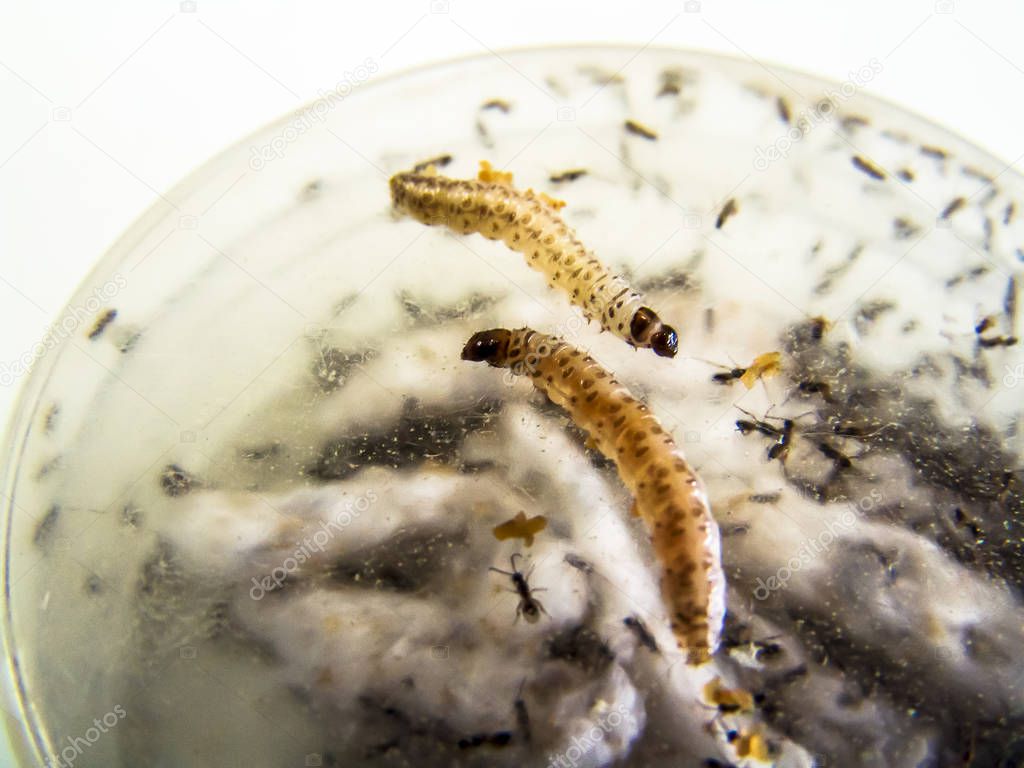 caterpillar is cultivated in the laboratory for pest studies in agriculture in Brazil