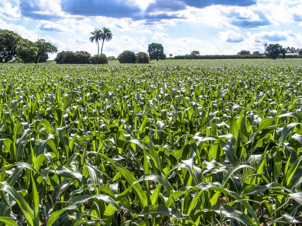 Corn field in Brazil