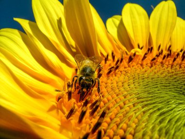 Ayçiçeği, Brezilya'da Bee