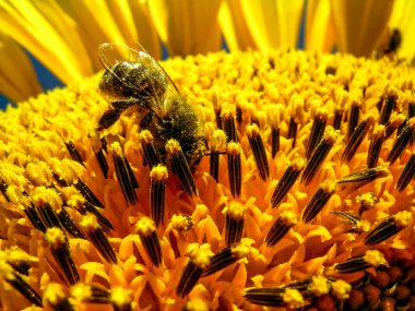 Ayçiçeği, Brezilya'da Bee
