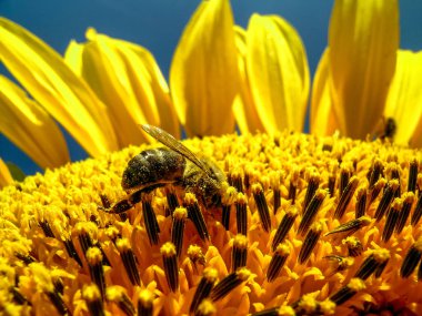 Ayçiçeği, Brezilya'da Bee