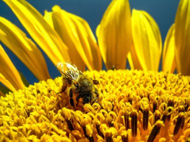 Ayçiçeği, Brezilya'da Bee