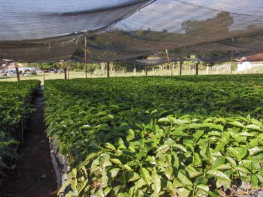 Minas Gerais eyaletinde bir çiftlikte kreş kahve bitki