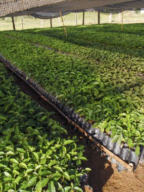 Minas Gerais eyaletinde bir çiftlikte kreş kahve bitki