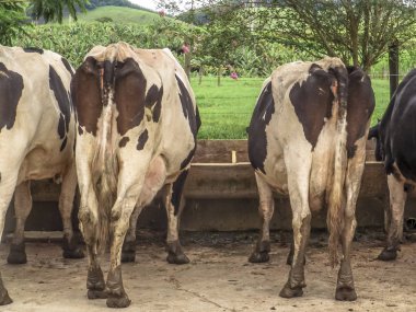 Çiftlikteki inekler. Süt inekleri. Yuvalanmış