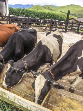 Çiftlikteki inekler. Süt inekleri. Yuvalanmış