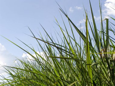 Şeker kamışı alan Brezilya