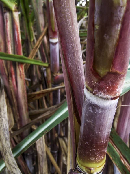 Planta Caña Azúcar Campo Brasil Con Enfoque Selectivo — Foto de Stock