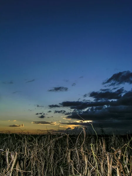 Bean Pod Plantage Bij Nacht — Stockfoto