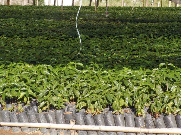 Pépinière Café Dans Une Ferme État Minas Gerais — Photo