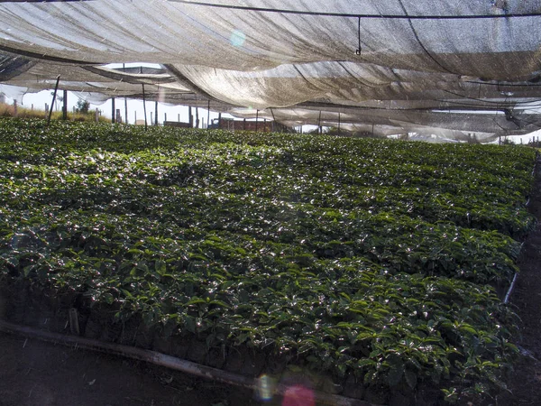 Pepinieră Plantă Cafea Fermă Din Statul Minas Gerais — Fotografie, imagine de stoc