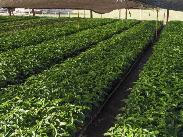 Minas Gerais eyaletinde bir çiftlikte kreş kahve bitki