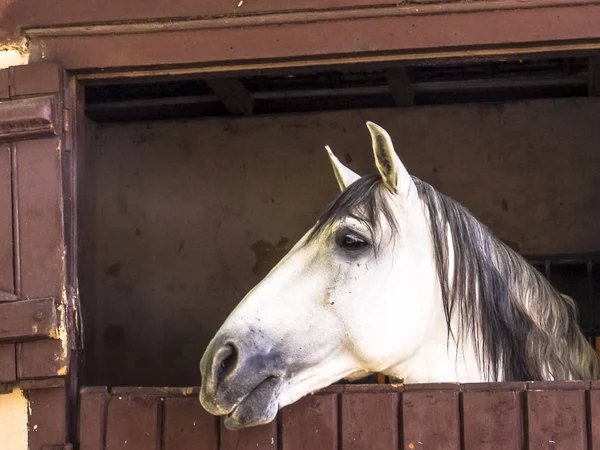 Caballo Blanco Establo Brasil — Foto de Stock