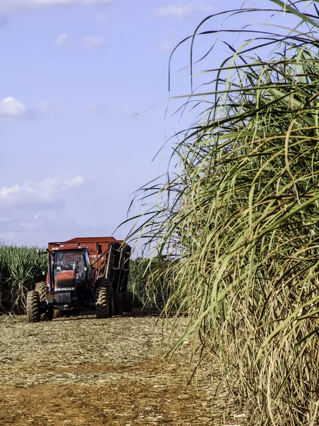 Cosecha Caña Azúcar Brasil —  Fotos de Stock