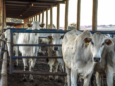 Doğumdan Brezilya sığır Sunrise