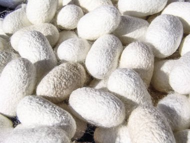 Silkworms Koza Brezilya