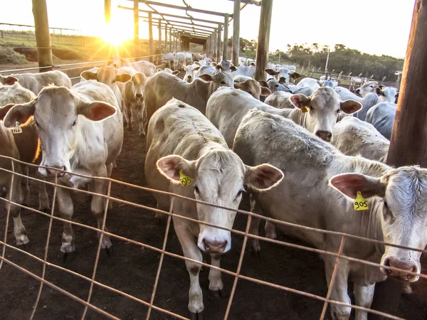 Sunrise Cattle Confinement Brazil — Stock Photo, Image