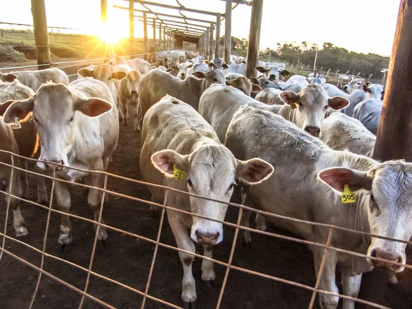 Salida Del Sol Del Ganado Confinamiento Brasil — Foto de Stock