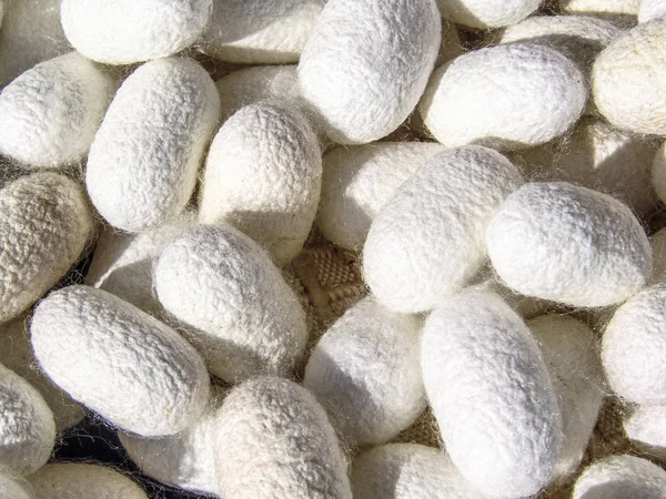 Silkworms Koza Brezilya