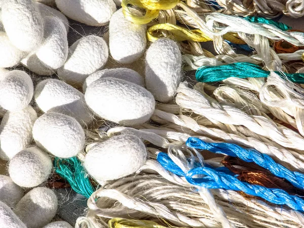 Silkworms Koza Brezilya